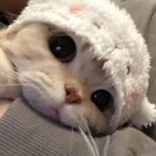 ปุ๊กลุก ฝนทิพย์ avatar
